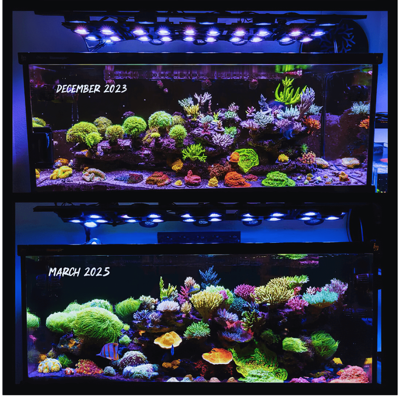 X4 + Rear Arm LED Bundle aquarium lighting bundle DALUA 