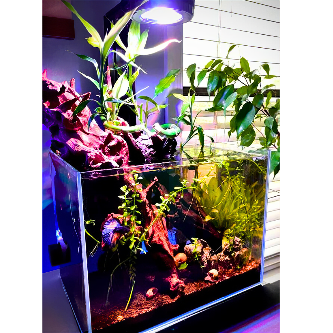 Illumagic Pixels Aquascaper LED LIGHTING DaluaAustralia 