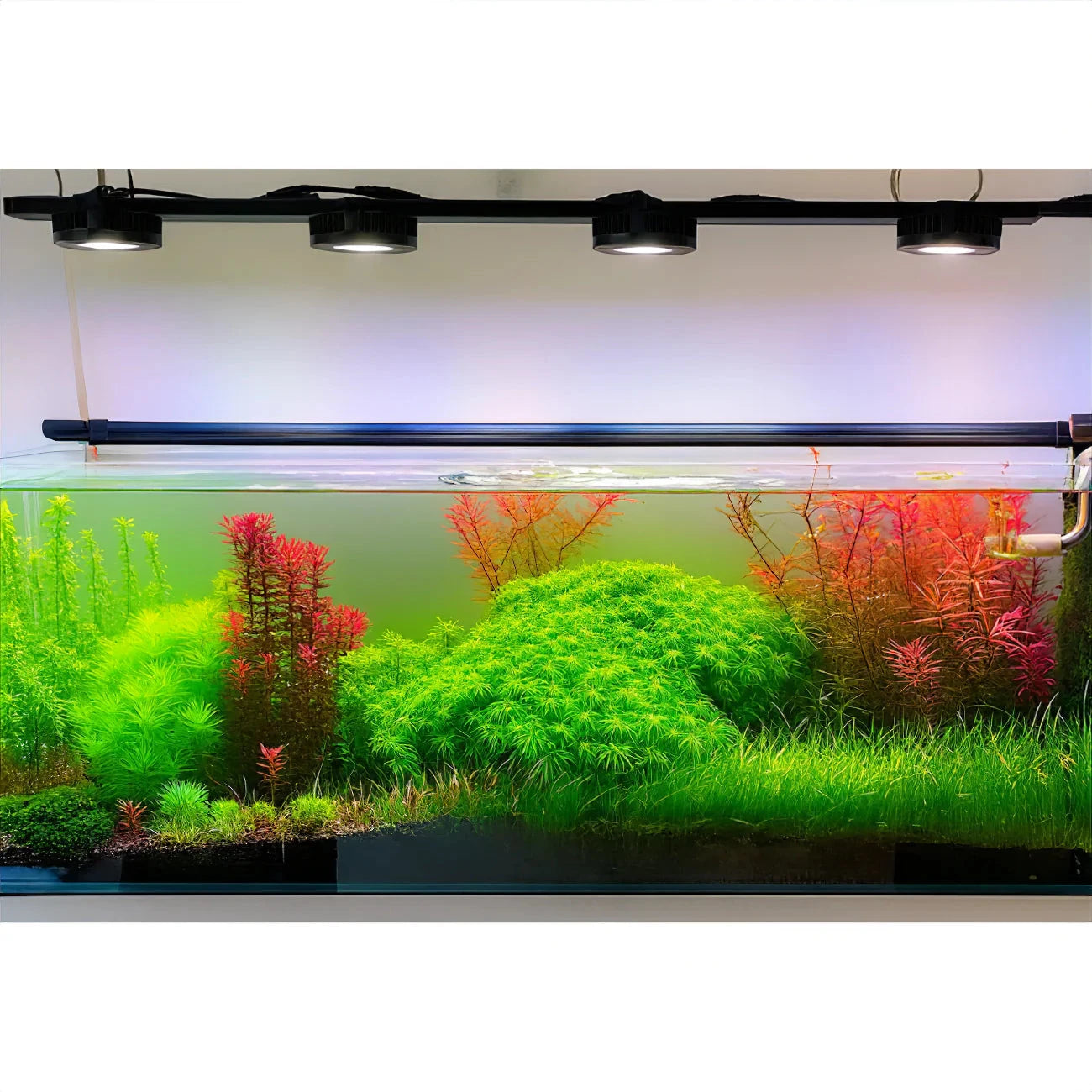 Healthy aquarium plants rely on a steady supply of nutrients to maintain strong growth and vibrant colour. DaluaAustralia 
