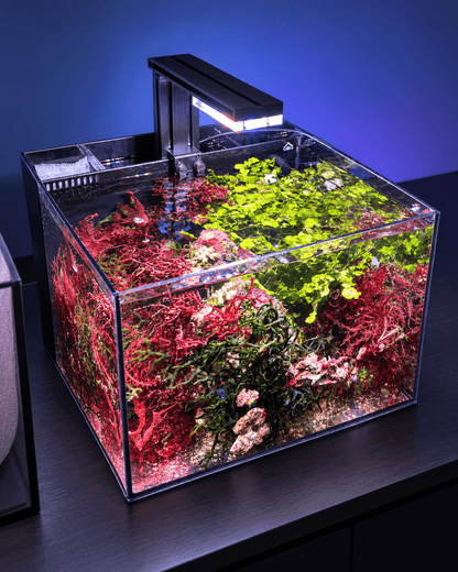 Tini Refugium LED lighting bundle pack DALUA 