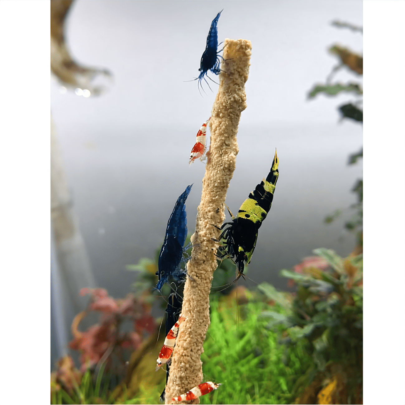 Shrimp Pops By SAS DaluaAustralia 