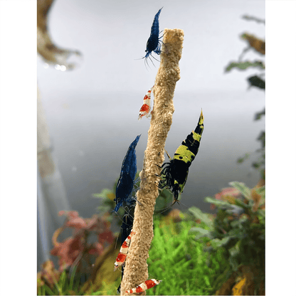 Shrimp Pops By SAS DaluaAustralia 