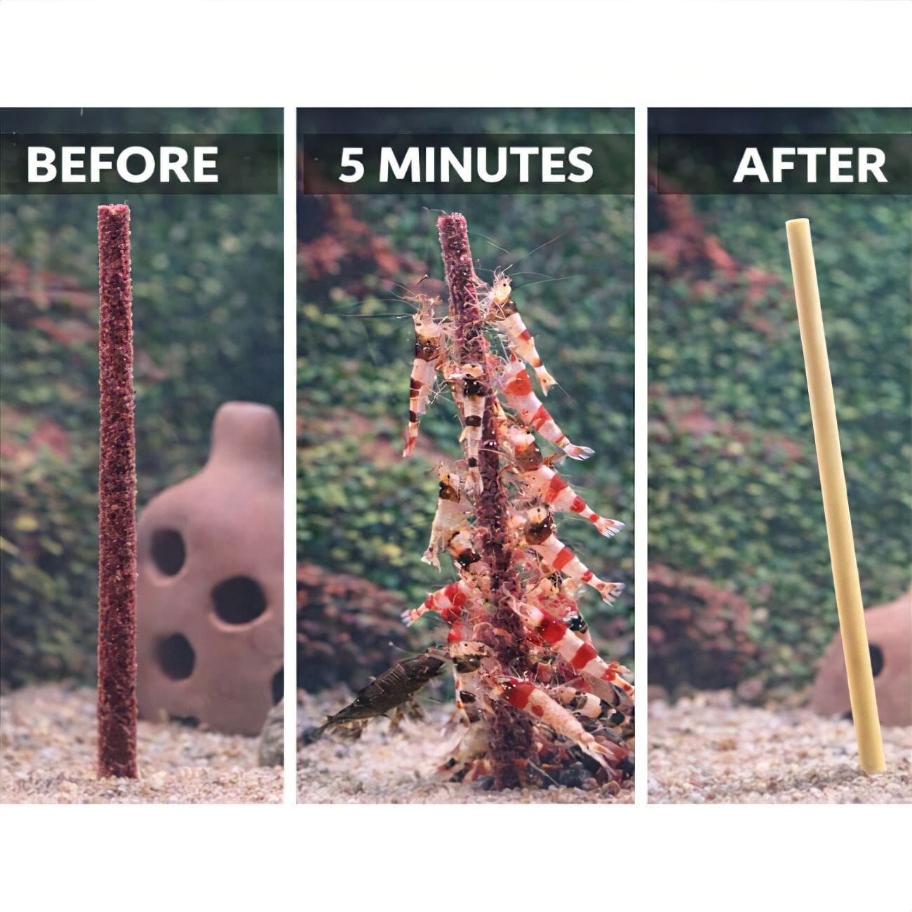 Explosive Shrimp Feeding & Activity DaluaAustralia 