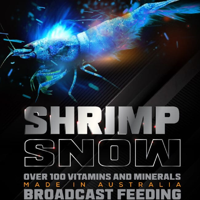 Shrimp Snow SAS DaluaAustralia 